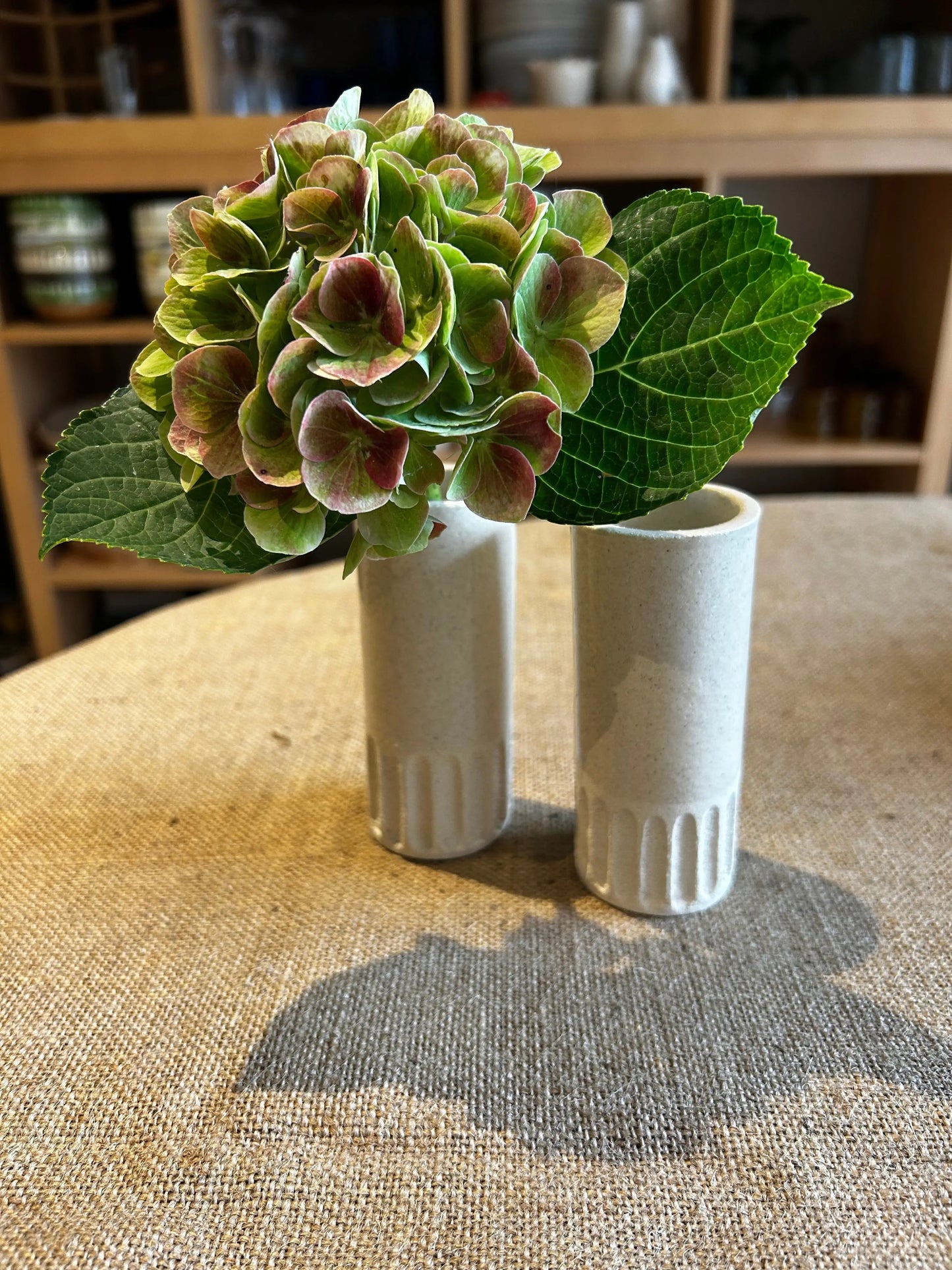 Soliflore, nouveauté